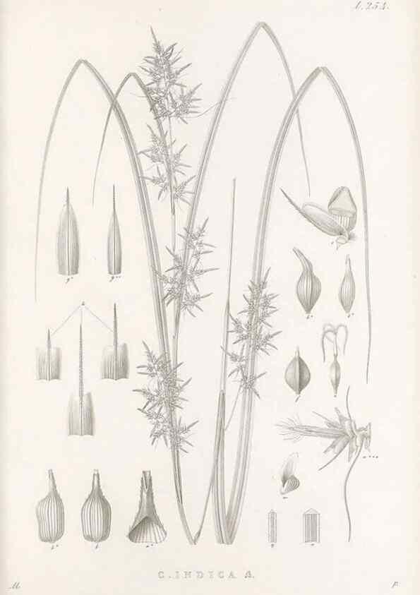 Reproducción/Reproduction 48682677398: Illustrations of the genus Carex. London :William Pamplin,1858-1867.. 