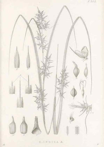 Reproducción/Reproduction 48682677398: Illustrations of the genus Carex. London :William Pamplin,1858-1867.. 
