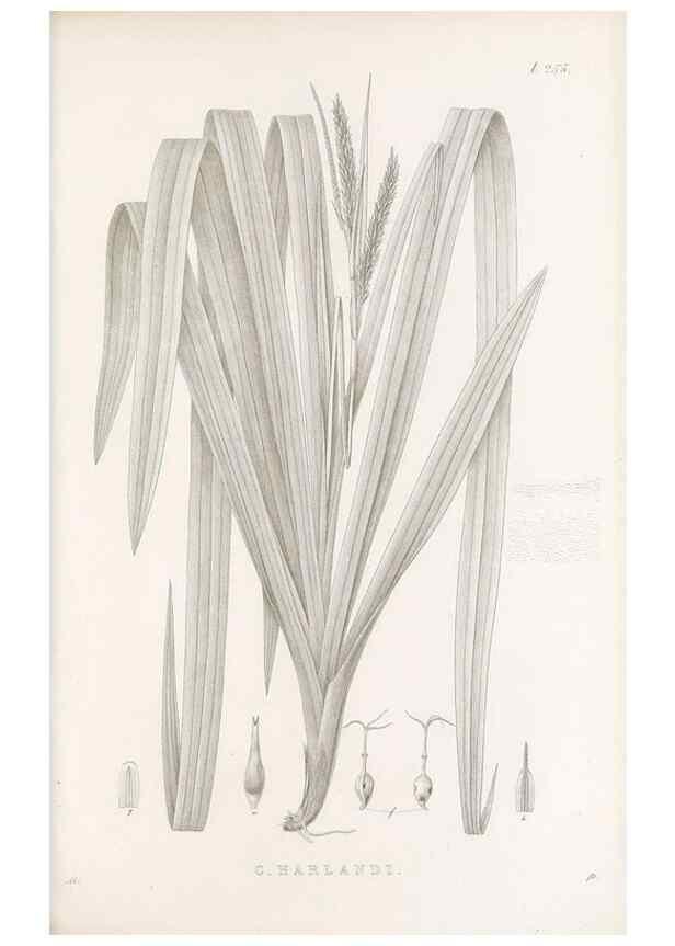 Reproducción/Reproduction 48683016831: Illustrations of the genus Carex. London :William Pamplin,1858-1867.. 