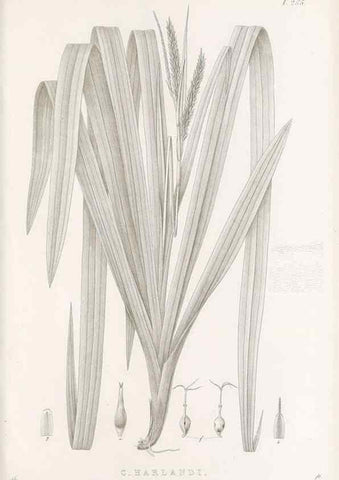 Reproducción/Reproduction 48683016831: Illustrations of the genus Carex. London :William Pamplin,1858-1867.. 