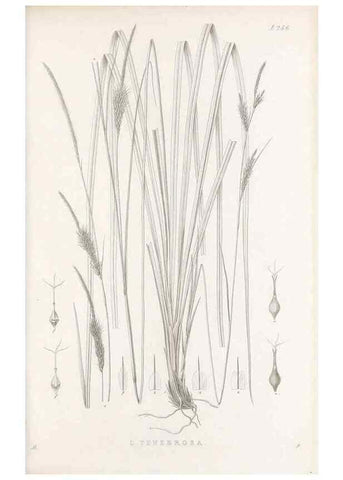 Reproducción/Reproduction 48683017111: Illustrations of the genus Carex. London :William Pamplin,1858-1867.. 
