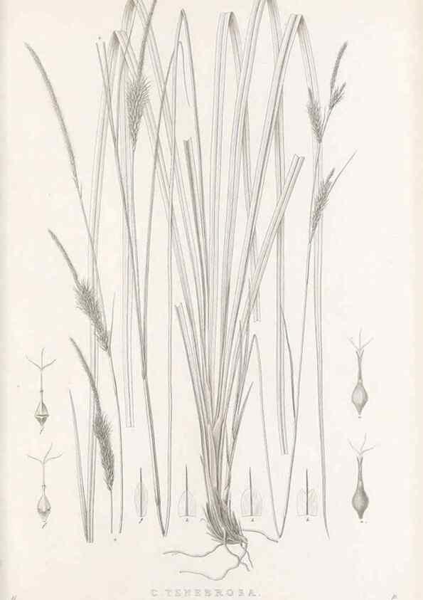 Reproducción/Reproduction 48683017111: Illustrations of the genus Carex. London :William Pamplin,1858-1867.. 