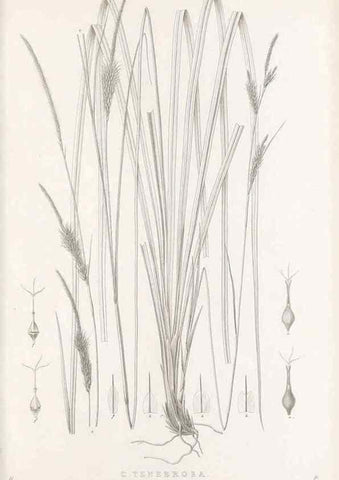 Reproducción/Reproduction 48683017111: Illustrations of the genus Carex. London :William Pamplin,1858-1867.. 