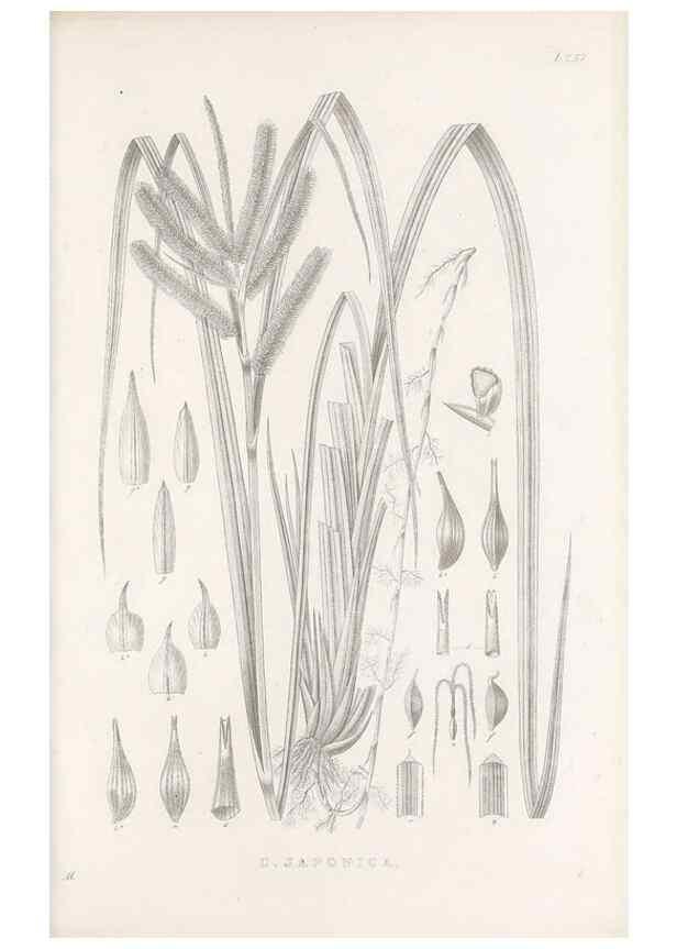 Reproducción/Reproduction 48683192967: Illustrations of the genus Carex. London :William Pamplin,1858-1867.. 