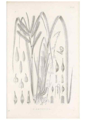 Reproducción/Reproduction 48683192967: Illustrations of the genus Carex. London :William Pamplin,1858-1867.. 