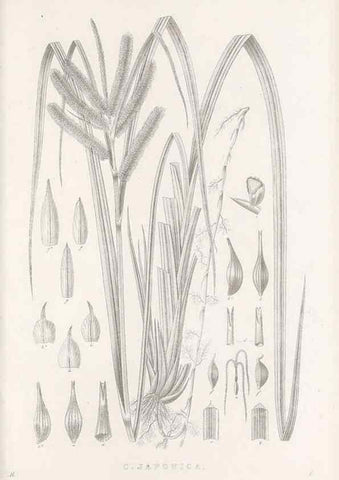 Reproducción/Reproduction 48683192967: Illustrations of the genus Carex. London :William Pamplin,1858-1867.. 
