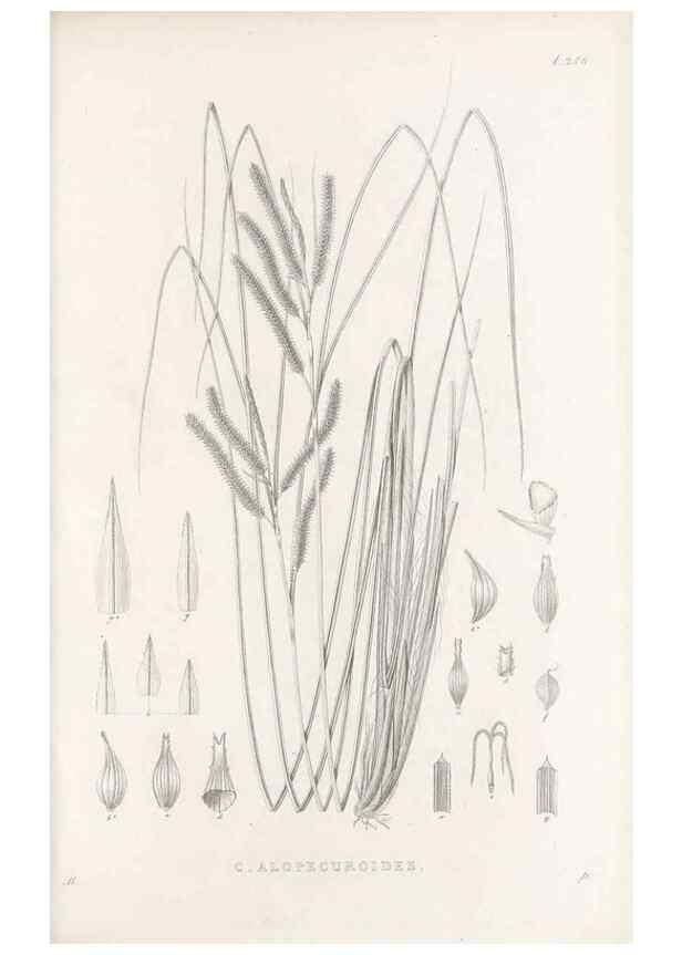 Reproducción/Reproduction 48683017751: Illustrations of the genus Carex. London :William Pamplin,1858-1867.. 