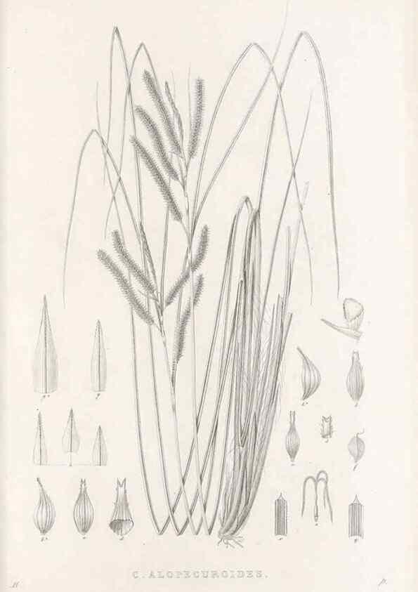 Reproducción/Reproduction 48683017751: Illustrations of the genus Carex. London :William Pamplin,1858-1867.. 