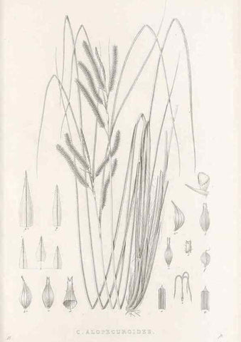 Reproducción/Reproduction 48683017751: Illustrations of the genus Carex. London :William Pamplin,1858-1867.. 