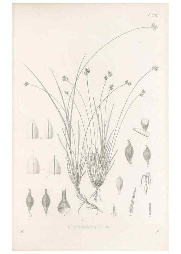 Reproducción/Reproduction 48683227262: Illustrations of the genus Carex. London :William Pamplin,1858-1867.. 