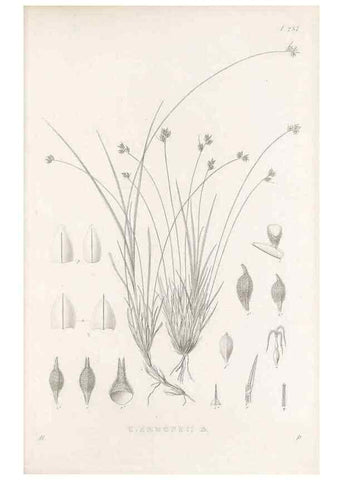 Reproducción/Reproduction 48683227262: Illustrations of the genus Carex. London :William Pamplin,1858-1867.. 