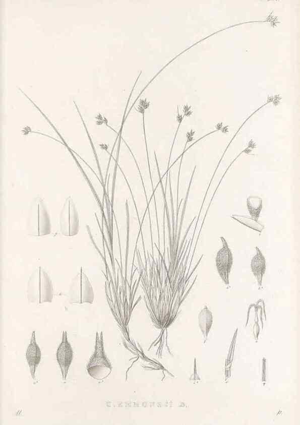 Reproducción/Reproduction 48683227262: Illustrations of the genus Carex. London :William Pamplin,1858-1867.. 