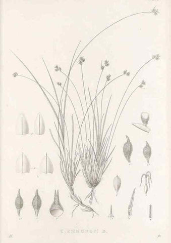 Reproducción/Reproduction 48683227262: Illustrations of the genus Carex. London :William Pamplin,1858-1867.. 