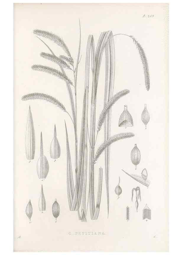 Reproducción/Reproduction 48682678838: Illustrations of the genus Carex. London :William Pamplin,1858-1867.. 