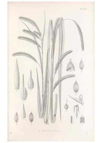 Reproducción/Reproduction 48682678838: Illustrations of the genus Carex. London :William Pamplin,1858-1867.. 