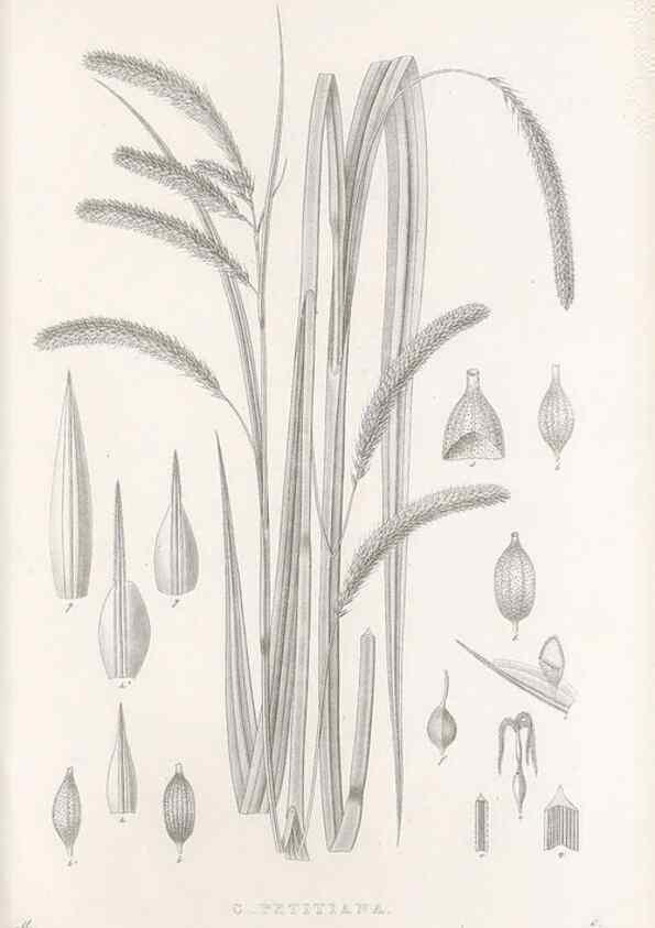 Reproducción/Reproduction 48682678838: Illustrations of the genus Carex. London :William Pamplin,1858-1867.. 