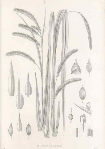 Reproducción/Reproduction 48682678838: Illustrations of the genus Carex. London :William Pamplin,1858-1867.. 