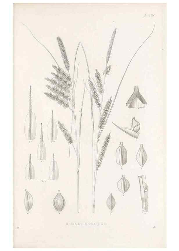 Reproducción/Reproduction 48683217762: Illustrations of the genus Carex. London :William Pamplin,1858-1867.. 