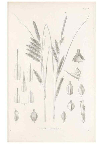 Reproducción/Reproduction 48683217762: Illustrations of the genus Carex. London :William Pamplin,1858-1867.. 