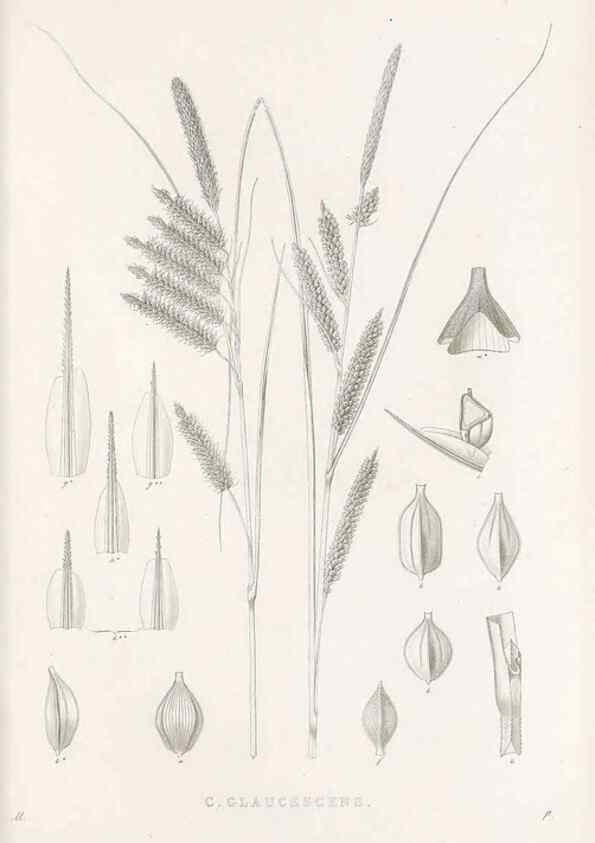 Reproducción/Reproduction 48683217762: Illustrations of the genus Carex. London :William Pamplin,1858-1867.. 
