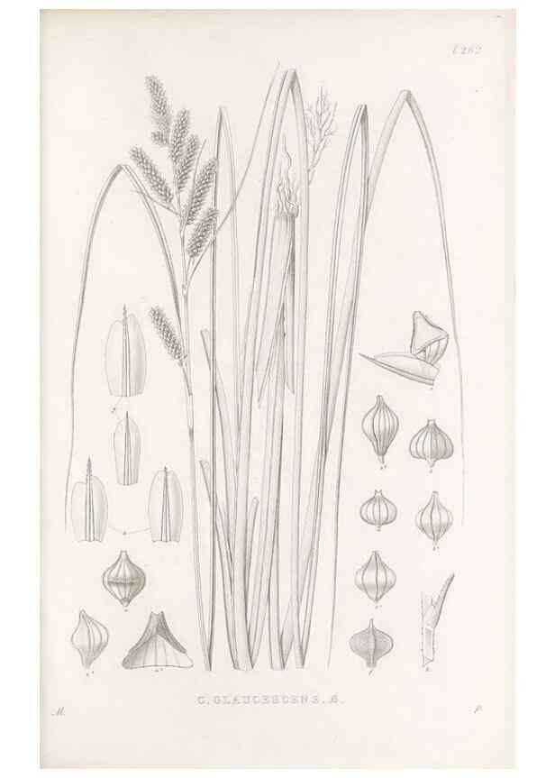 Reproducción/Reproduction 48682703518: Illustrations of the genus Carex. London :William Pamplin,1858-1867.. 