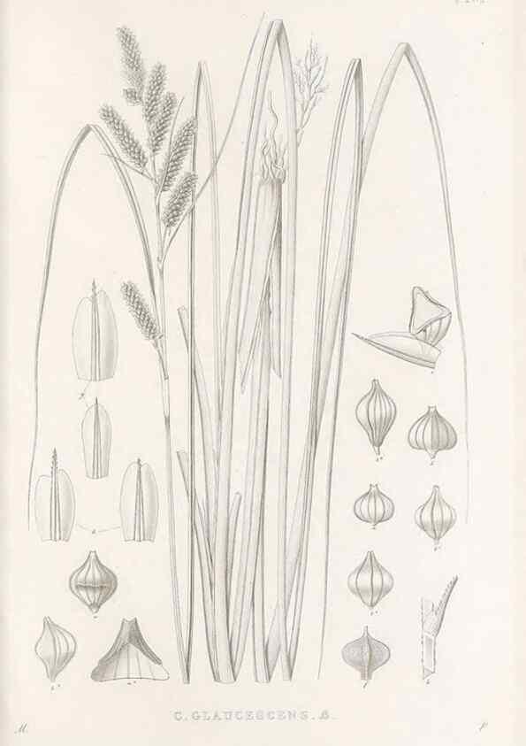 Reproducción/Reproduction 48682703518: Illustrations of the genus Carex. London :William Pamplin,1858-1867.. 