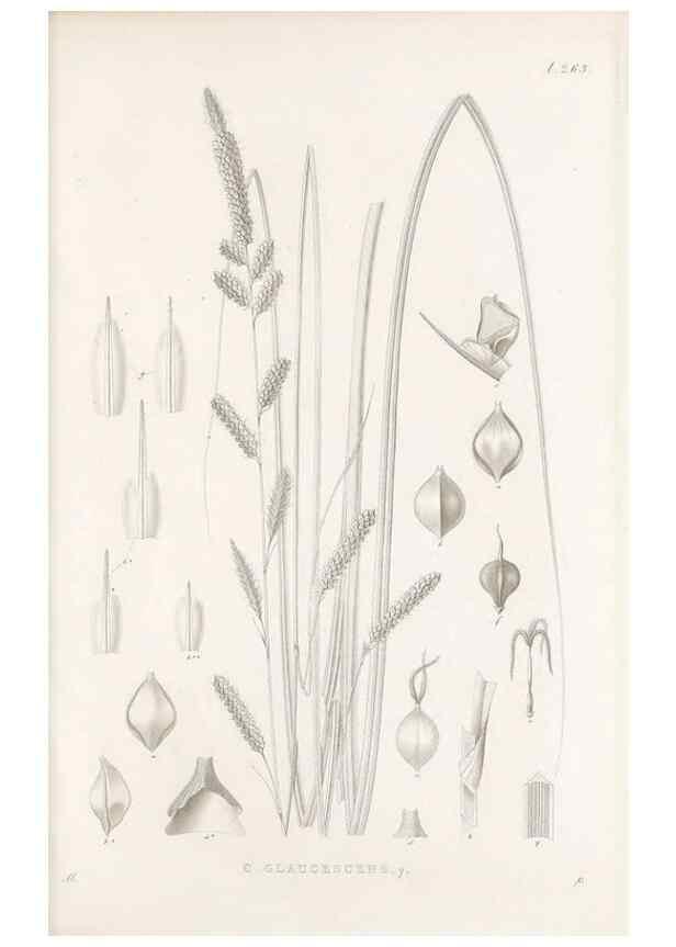 Reproducción/Reproduction 48683218247: Illustrations of the genus Carex. London :William Pamplin,1858-1867.. 