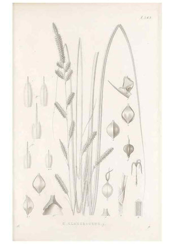 Reproducción/Reproduction 48683218247: Illustrations of the genus Carex. London :William Pamplin,1858-1867.. 