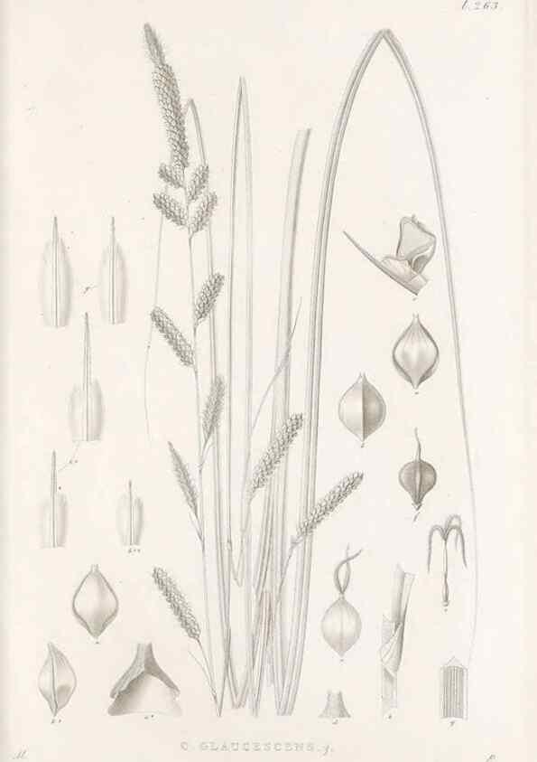 Reproducción/Reproduction 48683218247: Illustrations of the genus Carex. London :William Pamplin,1858-1867.. 