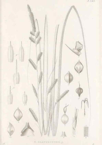 Reproducción/Reproduction 48683218247: Illustrations of the genus Carex. London :William Pamplin,1858-1867.. 