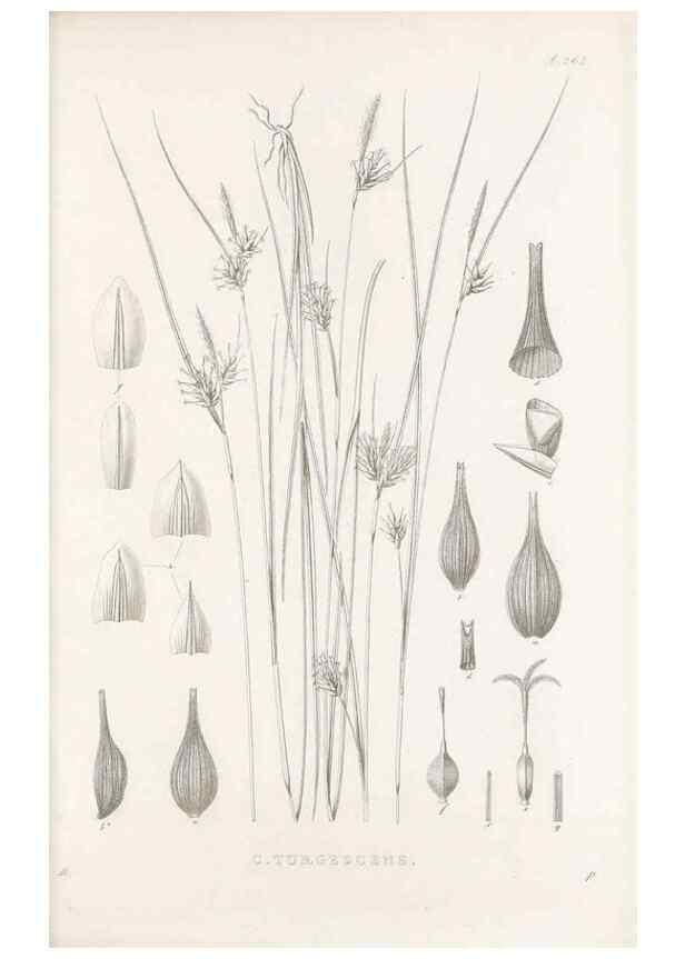 Reproducción/Reproduction 48683043211: Illustrations of the genus Carex. London :William Pamplin,1858-1867.. 