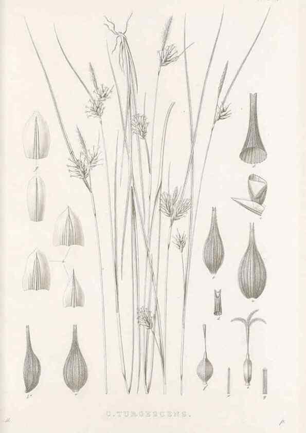 Reproducción/Reproduction 48683043211: Illustrations of the genus Carex. London :William Pamplin,1858-1867.. 