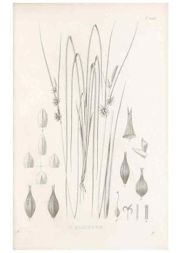 Reproducción/Reproduction 48682704828: Illustrations of the genus Carex. London :William Pamplin,1858-1867.. 