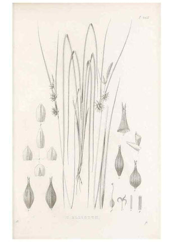 Reproducción/Reproduction 48682704828: Illustrations of the genus Carex. London :William Pamplin,1858-1867.. 
