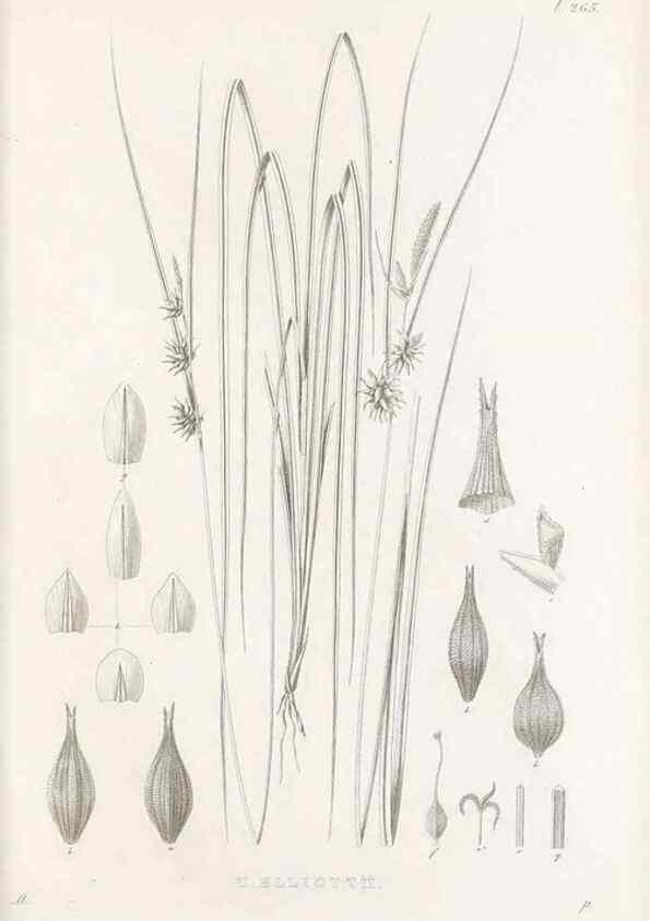 Reproducción/Reproduction 48682704828: Illustrations of the genus Carex. London :William Pamplin,1858-1867.. 