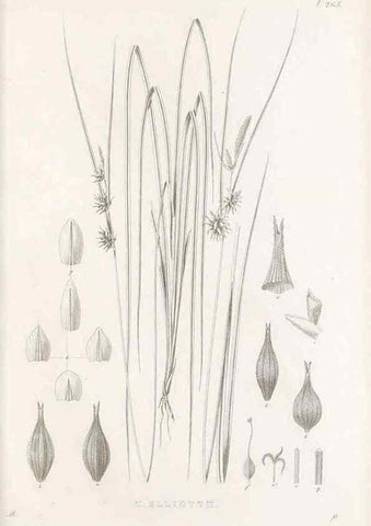 Reproducción/Reproduction 48682704828: Illustrations of the genus Carex. London :William Pamplin,1858-1867.. 