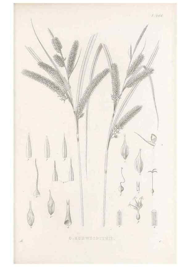 Reproducción/Reproduction 48682705768: Illustrations of the genus Carex. London :William Pamplin,1858-1867.. 