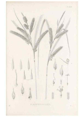 Reproducción/Reproduction 48682705768: Illustrations of the genus Carex. London :William Pamplin,1858-1867.. 