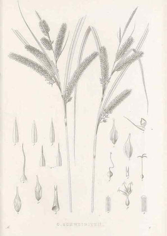 Reproducción/Reproduction 48682705768: Illustrations of the genus Carex. London :William Pamplin,1858-1867.. 