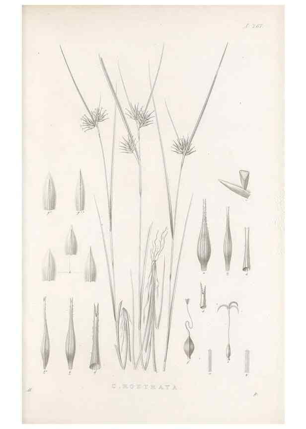 Reproducción/Reproduction 48683221032: Illustrations of the genus Carex. London :William Pamplin,1858-1867.. 