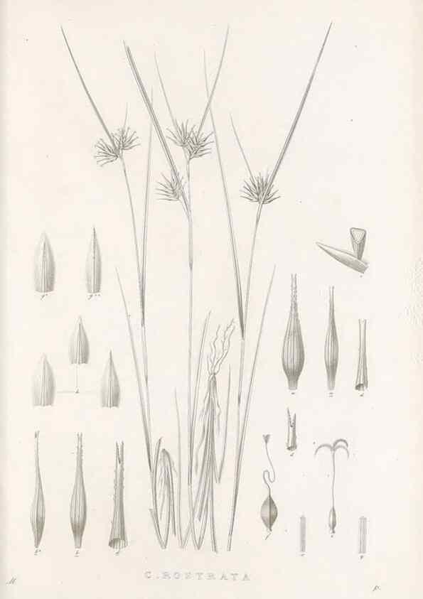 Reproducción/Reproduction 48683221032: Illustrations of the genus Carex. London :William Pamplin,1858-1867.. 