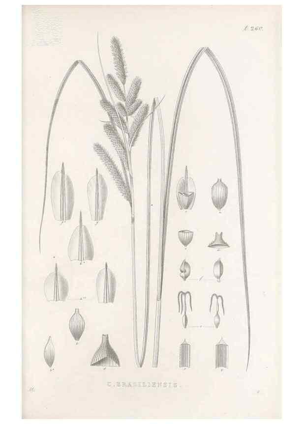 Reproducción/Reproduction 48682679143: Illustrations of the genus Carex. London :William Pamplin,1858-1867.. 