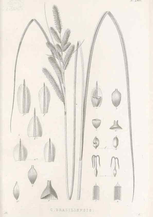 Reproducción/Reproduction 48682679143: Illustrations of the genus Carex. London :William Pamplin,1858-1867.. 