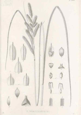 Reproducción/Reproduction 48682679143: Illustrations of the genus Carex. London :William Pamplin,1858-1867.. 