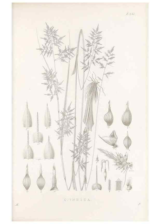 Reproducción/Reproduction 48683015536: Illustrations of the genus Carex. London :William Pamplin,1858-1867.. 