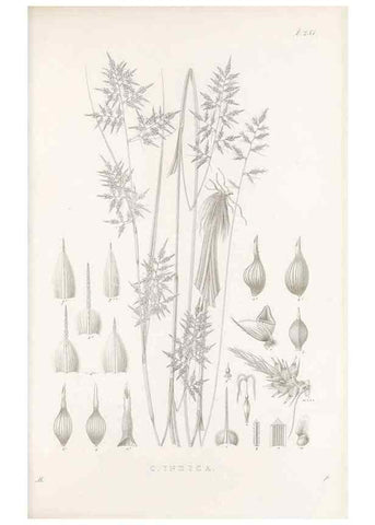 Reproducción/Reproduction 48683015536: Illustrations of the genus Carex. London :William Pamplin,1858-1867.. 