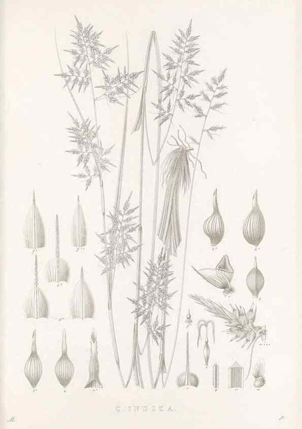 Reproducción/Reproduction 48683015536: Illustrations of the genus Carex. London :William Pamplin,1858-1867.. 