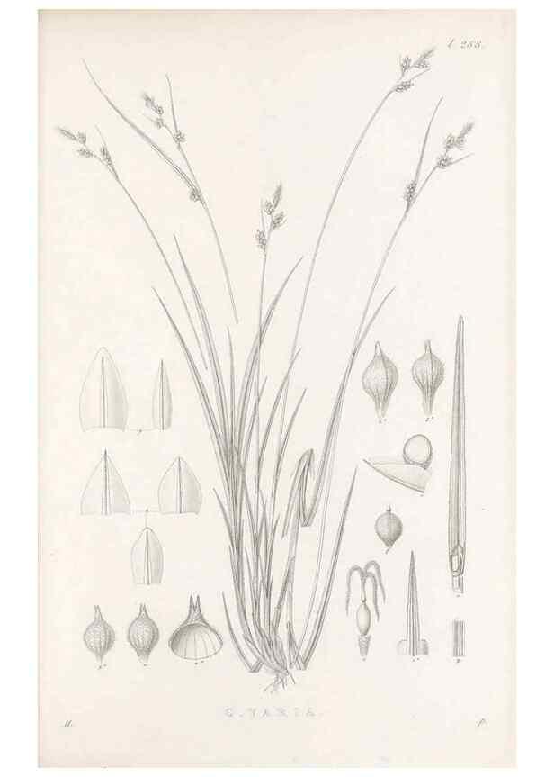Reproducción/Reproduction 48683052166: Illustrations of the genus Carex. London :William Pamplin,1858-1867.. 