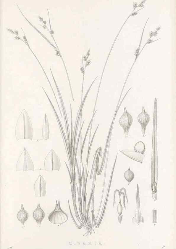 Reproducción/Reproduction 48683052166: Illustrations of the genus Carex. London :William Pamplin,1858-1867.. 