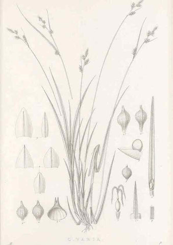 Reproducción/Reproduction 48683052166: Illustrations of the genus Carex. London :William Pamplin,1858-1867.. 